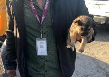 Tijuana decomisa cachorros que estaban en venta en Garita San Ysidro