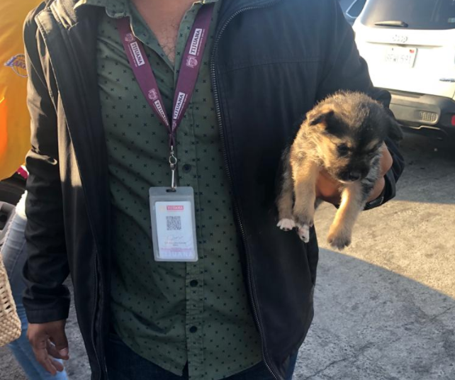 Tijuana decomisa cachorros que estaban en venta en Garita San Ysidro