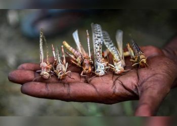 Langostas invaden municipio de sucila