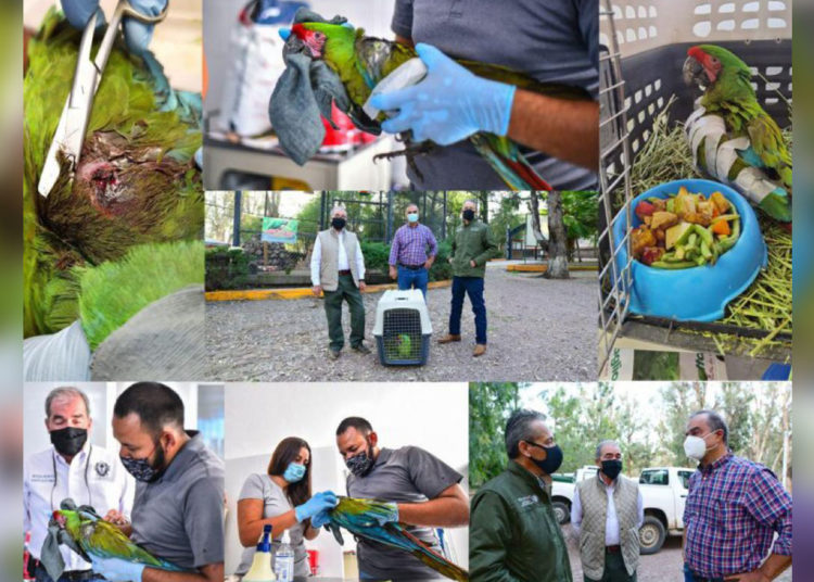 Jorge Salum libero a la guacamaya "Lupe" que había sido herida