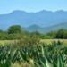 Tamaulipas