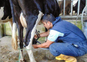 Sector Ganadero en Escárcega sufre afectaciones por lluvias