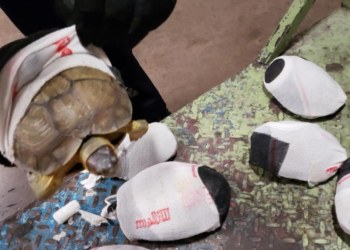 Detectan contrabando de tortugas en San Luis Potosí