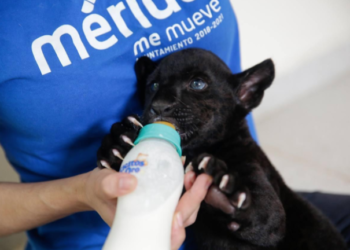 Nace jaguar negro en Mérida