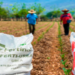 Entregan fertilizante a 27 municipios de Puebla