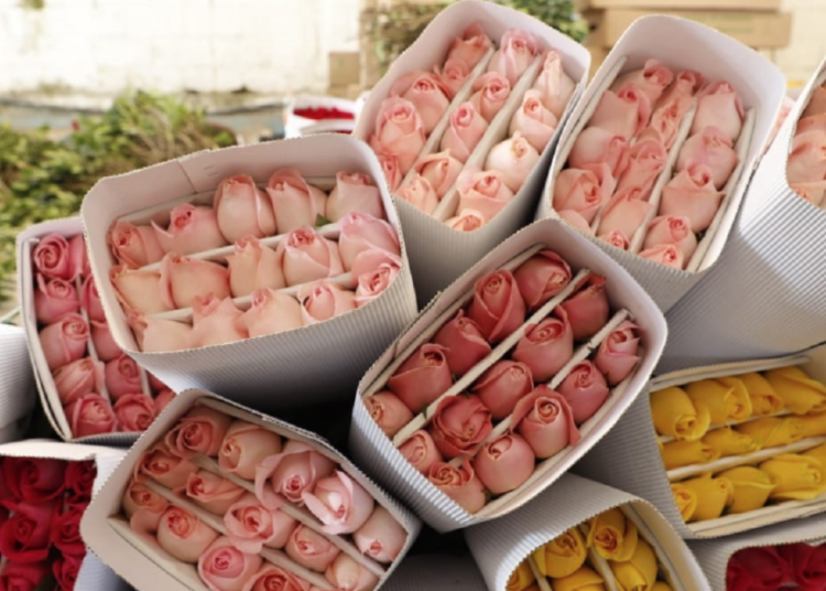 Productores mexiquenses, listos para la venta de flores por el 14 de febrero