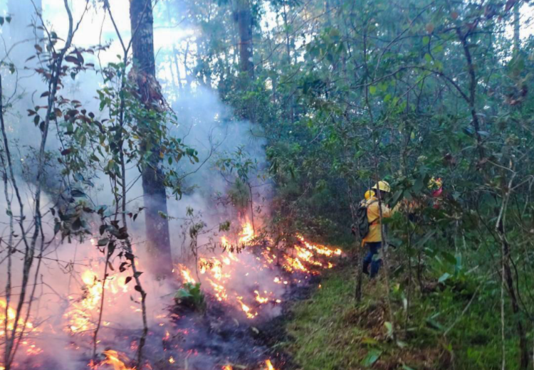 Declaran en Alerta a cinco municipios de Oaxaca por incendios forestales