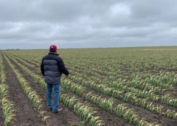 Frente frío afecta agricultura de municipios del norte del país
