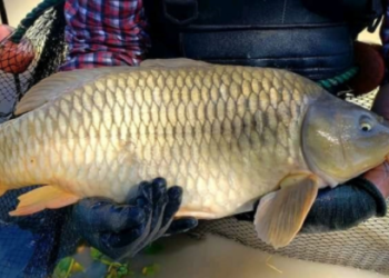 17 municipios de Edomex producen el pescado que se consumirá en Cuaresma