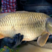 17 municipios de Edomex producen el pescado que se consumirá en Cuaresma