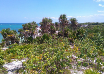 Alcalde de Tulum hace un llamado para cuidar la flora y fauna local