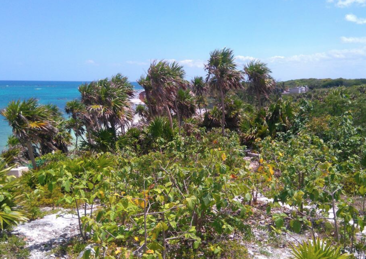 Alcalde de Tulum hace un llamado para cuidar la flora y fauna local