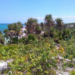 Alcalde de Tulum hace un llamado para cuidar la flora y fauna local