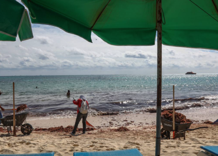 Solidaridad pone en marcha estrategia para combatir el sargazo