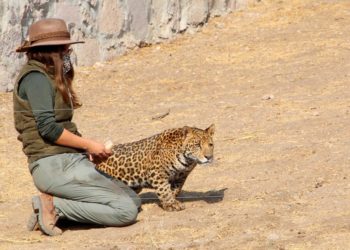 Construyen hábitat para preservación de jaguar en Parque Natural de Ecatepec
