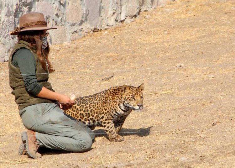 Construyen hábitat para preservación de jaguar en Parque Natural de Ecatepec