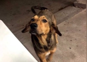 Con manifestación, exigen justicia en Los Mochis por perro asesinado a machetazos