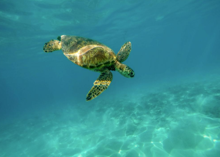 Playa Mayto, hogar de uno de los campamentos tortugueros más grandes de Jalisco