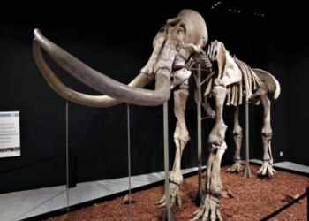 Exhiben Mamut de Ecatepec en Museo de Antropología e Historia