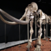 Exhiben Mamut de Ecatepec en Museo de Antropología e Historia