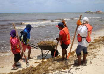 Retiran más de mil toneladas de sargazo en Solidaridad