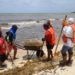 Retiran más de mil toneladas de sargazo en Solidaridad
