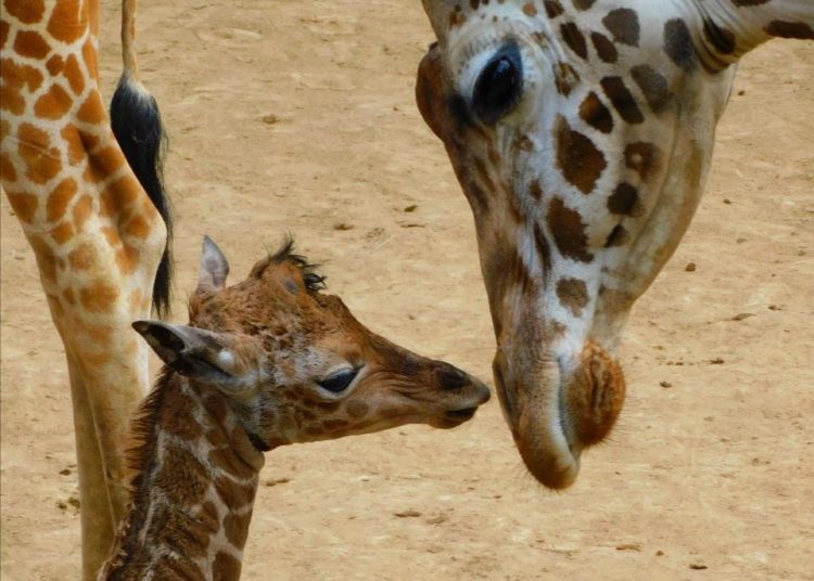 Adelita, la jirafa revolucionaria del Zoológico de Chapultepec