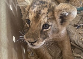 Localizan en aeropuerto a cachorro de león africano
