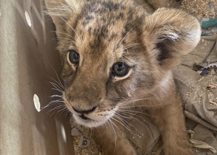 Localizan en aeropuerto a cachorro de león africano