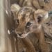 Localizan en aeropuerto a cachorro de león africano