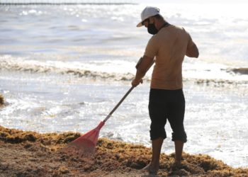Se han recolectado cerca de 4 mil toneladas de sargazo en playas de Solidaridad