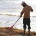 Se han recolectado cerca de 4 mil toneladas de sargazo en playas de Solidaridad