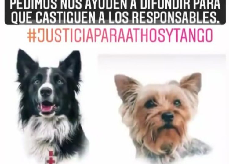 Fiscalía de Querétaro realiza cateo por muerte de caninos rescatistas