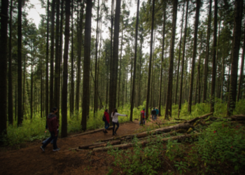 Celebra Reserva de la Mariposa Monarca un año más como Patrimonio de la Humanidad