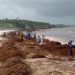 Se han recolectado más de 1,500 toneladas de sargazo en Tulum
