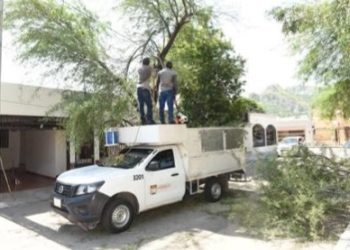 Gobierno de Hermosillo continúa con retiro de árboles caídos por lluvias para evitar situaciones de riesgo