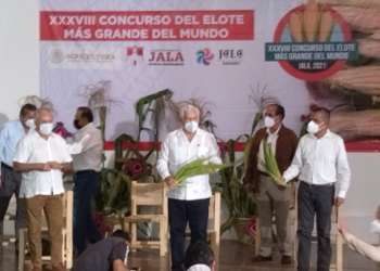Municipio de Jala tiene el elote más grande del mundo