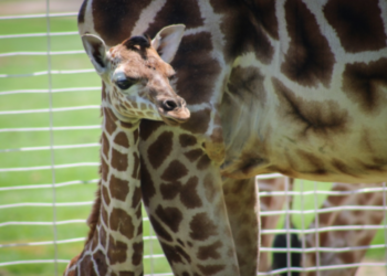 Nace en Edoméx cría del animal más alto del mundo