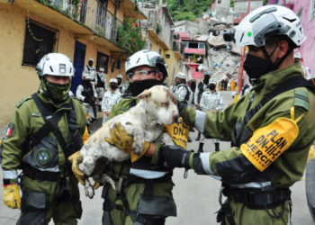 Rescatan a perrita de entre los escombros del cerro del Chiquihuite