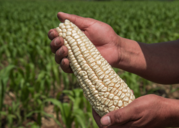 Garantizado el abasto de maíz cacahuazintle para el pozole del 15 de septiembre