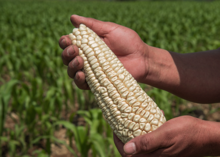Garantizado el abasto de maíz cacahuazintle para el pozole del 15 de septiembre