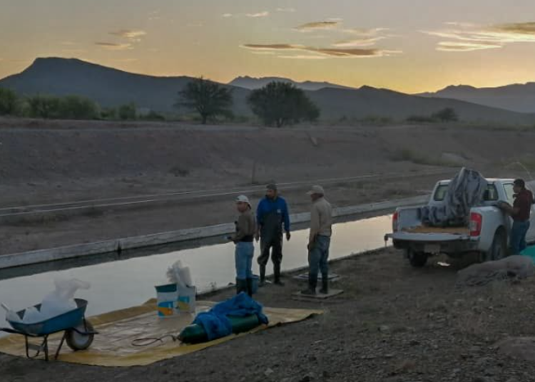 Crían peces en zonas semiáridas de México