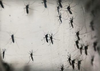 Estados Unidos en alerta por virus mortal que se transmite por los mosquitos