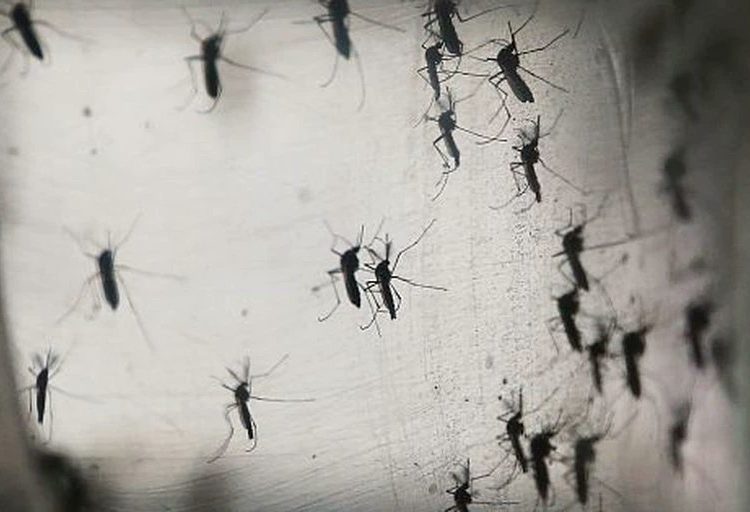 Estados Unidos en alerta por virus mortal que se transmite por los mosquitos