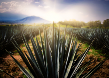Tequila recibe certificación como primer Destino Turístico Inteligente de México