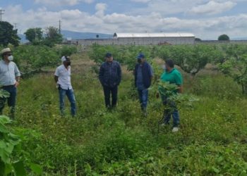 Visitan empresas extranjeros cultivos morelenses para fines de exportación