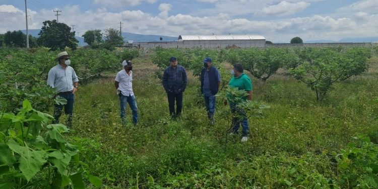 Visitan empresas extranjeros cultivos morelenses para fines de exportación