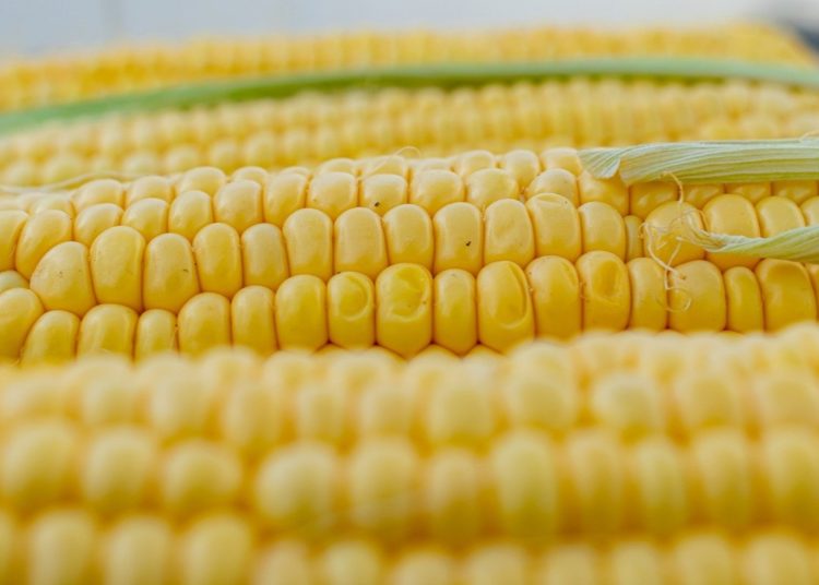 SCJN negó amparos a empresas trasnacionales para sembrar maíz transgénico