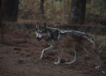 Localizan sano y salvo a ejemplar de lobo gris que se escapó de albergue