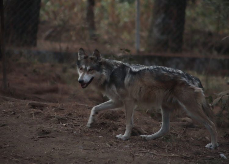 Localizan sano y salvo a ejemplar de lobo gris que se escapó de albergue